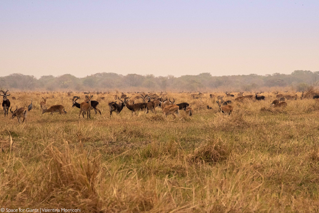 white-eared kob and tiang migration