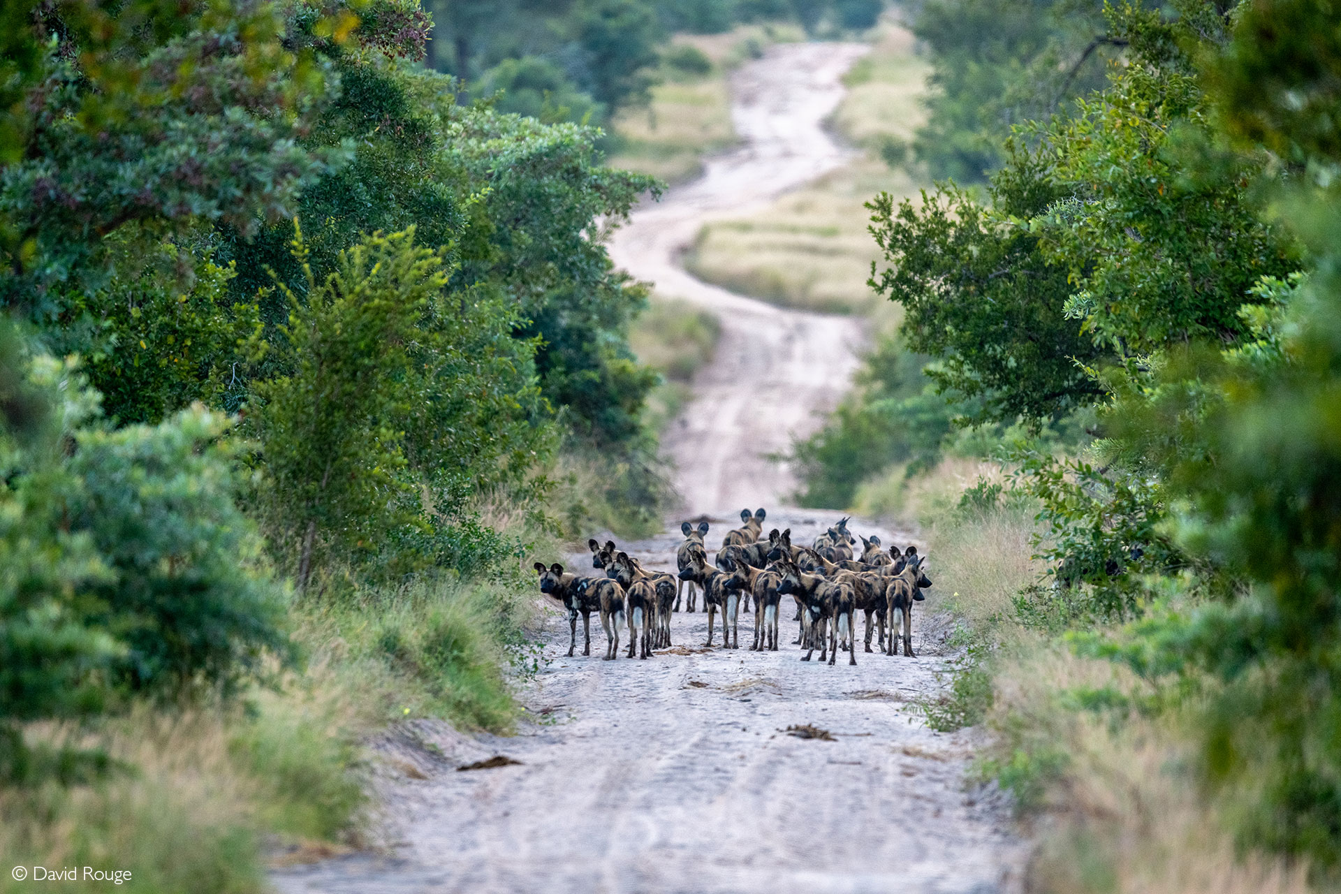 Sabi Sands