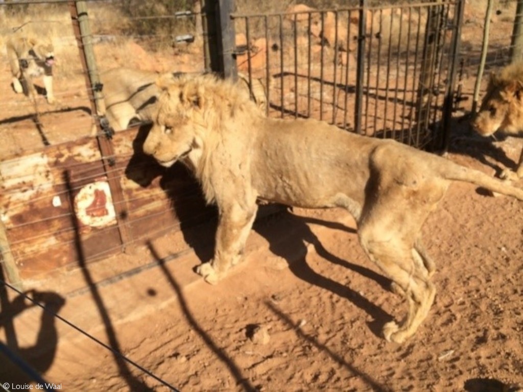 lion breeding