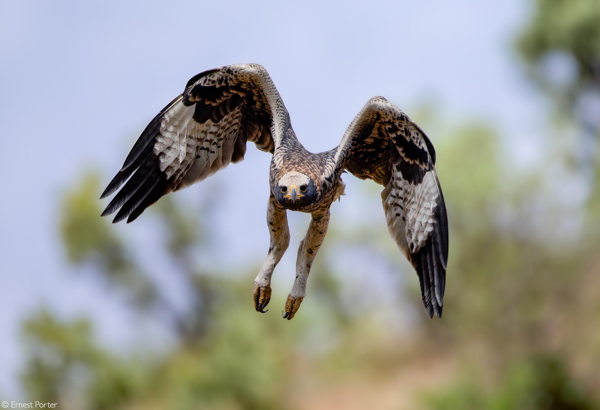 birds of prey in africa