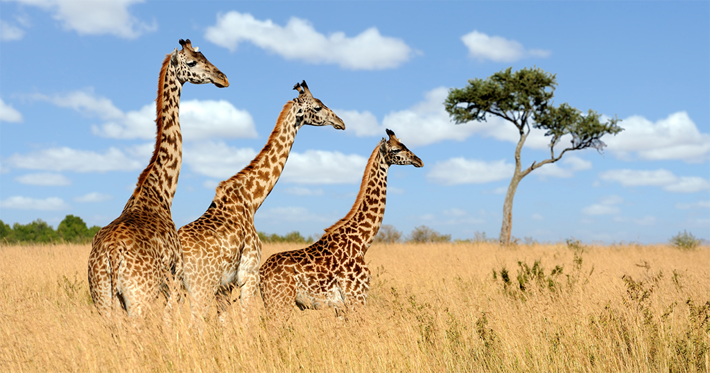 Giraffe evolution - pieces of the puzzle