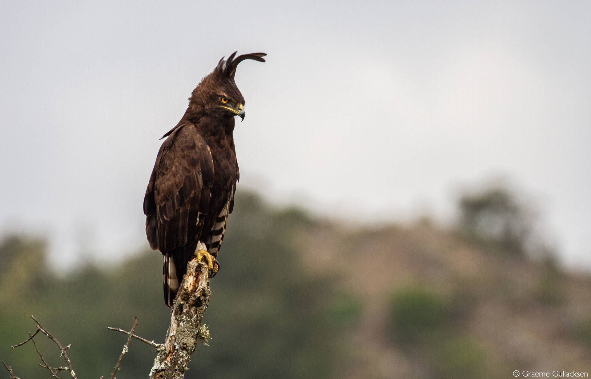 african eagle species