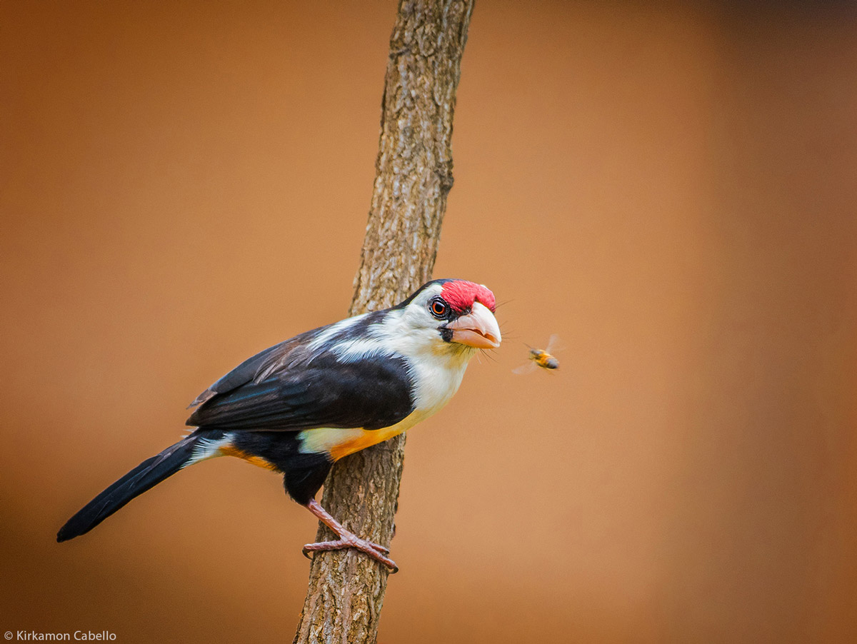 can a barbet live in congo republic