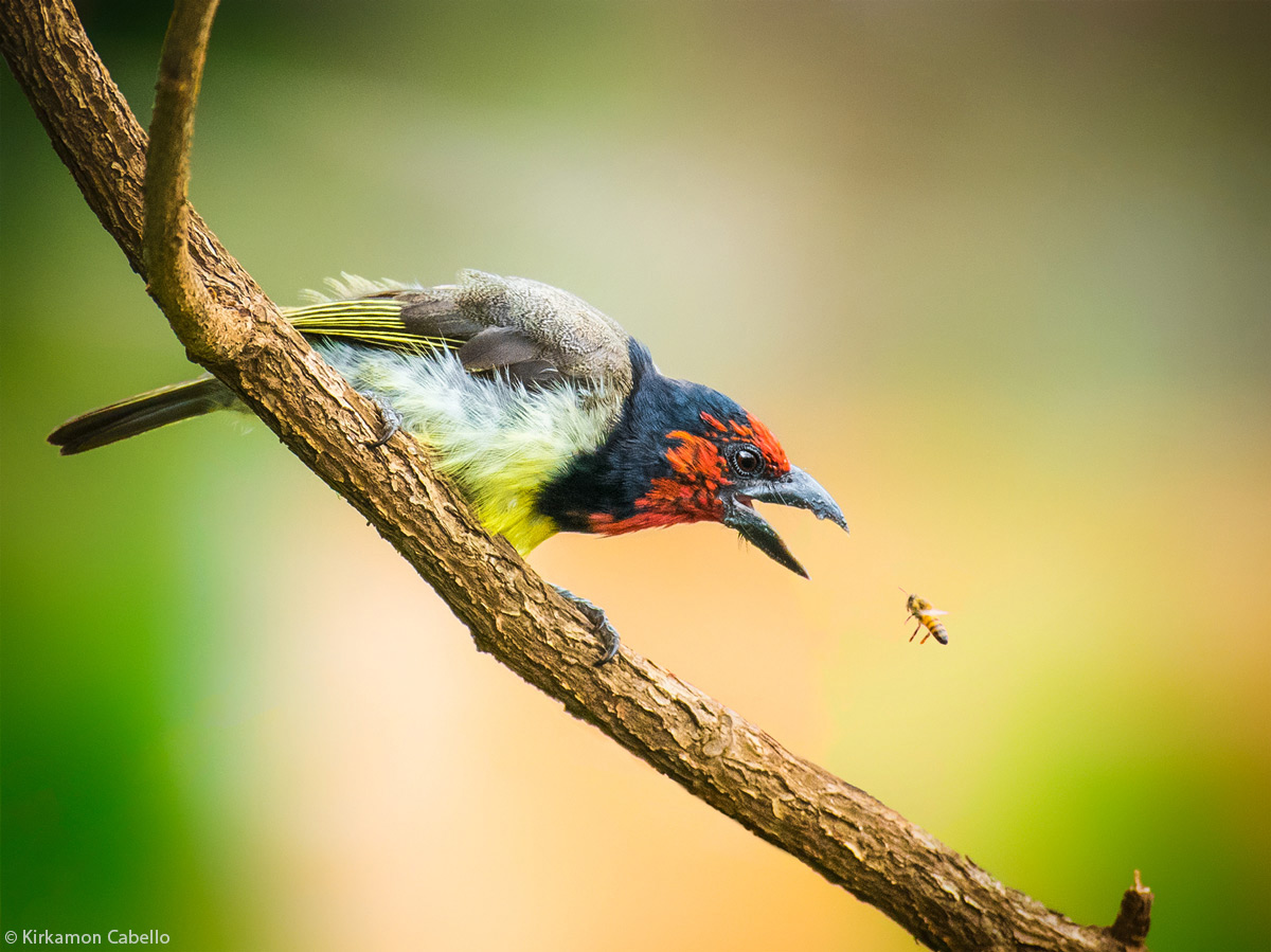 can a barbet live in congo republic