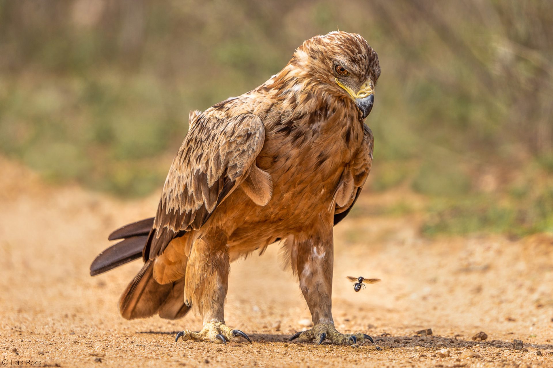 African eagles