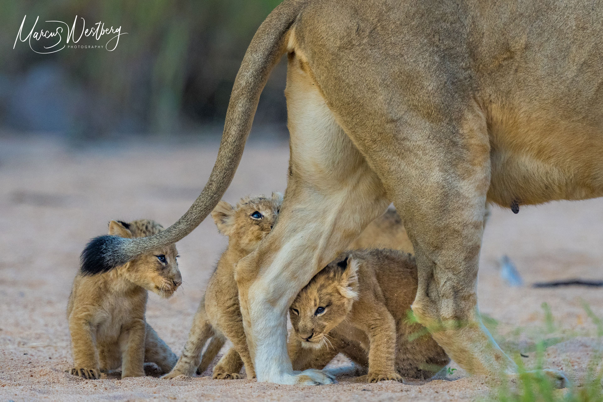 Sabi Sands