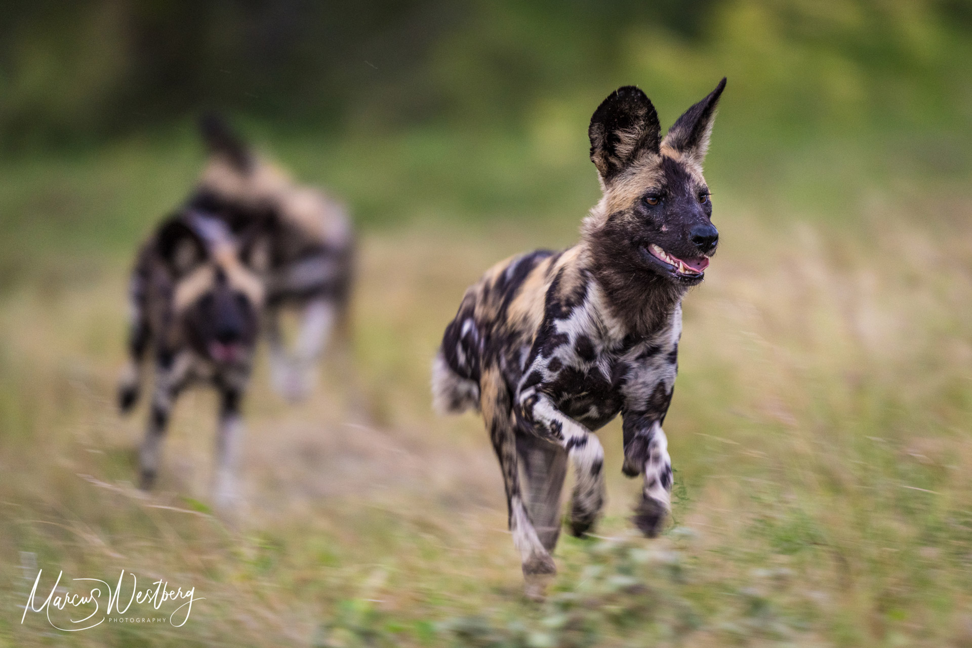 Sabi Sands