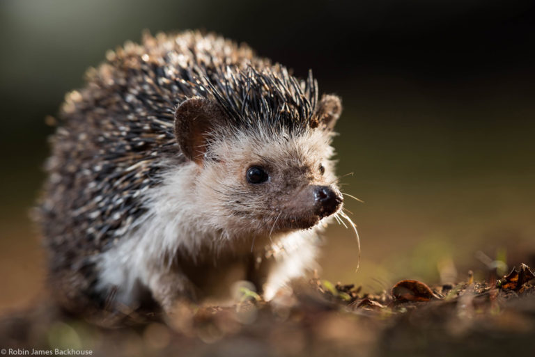 RobinBackhouseFourtoedhedgehogAtelerixalbiventrisRuiruKenya
