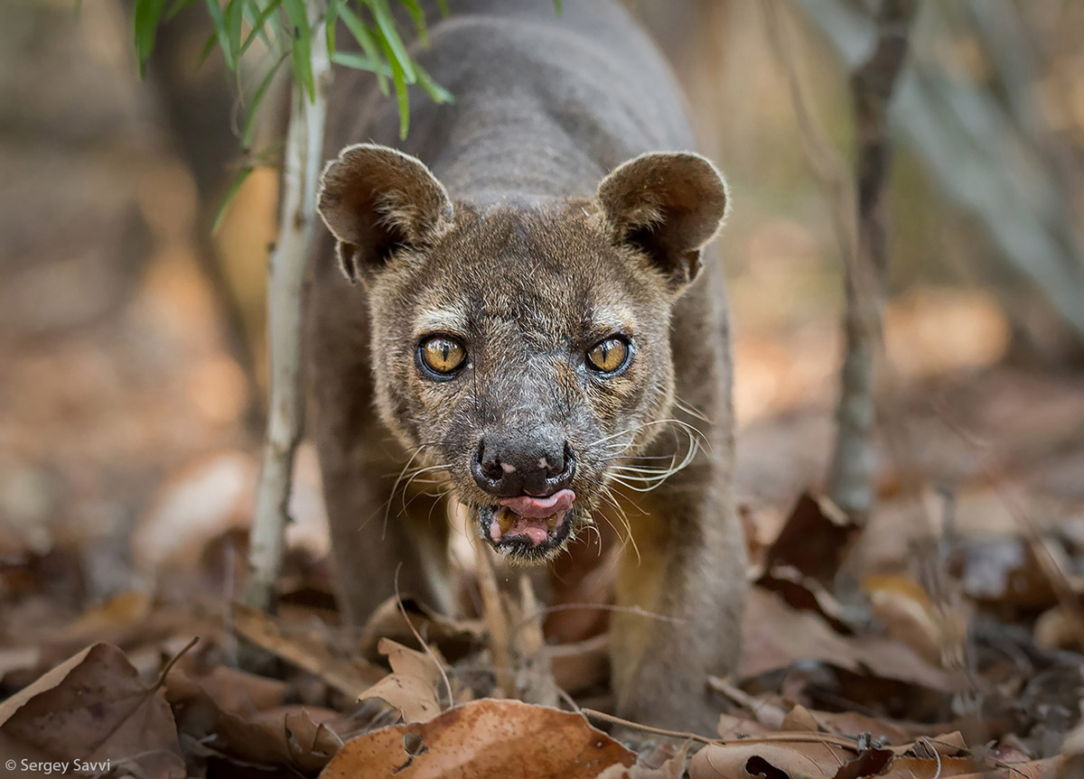 Sergey-Savvi-Fossa-Menabe-Antimena-Protected-Area-Madagascar.jpg