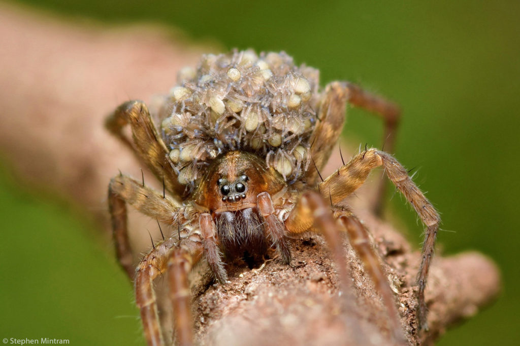 stephen-mintram-female-wolf-spider-lycosid-carrying-her-tiny-babies