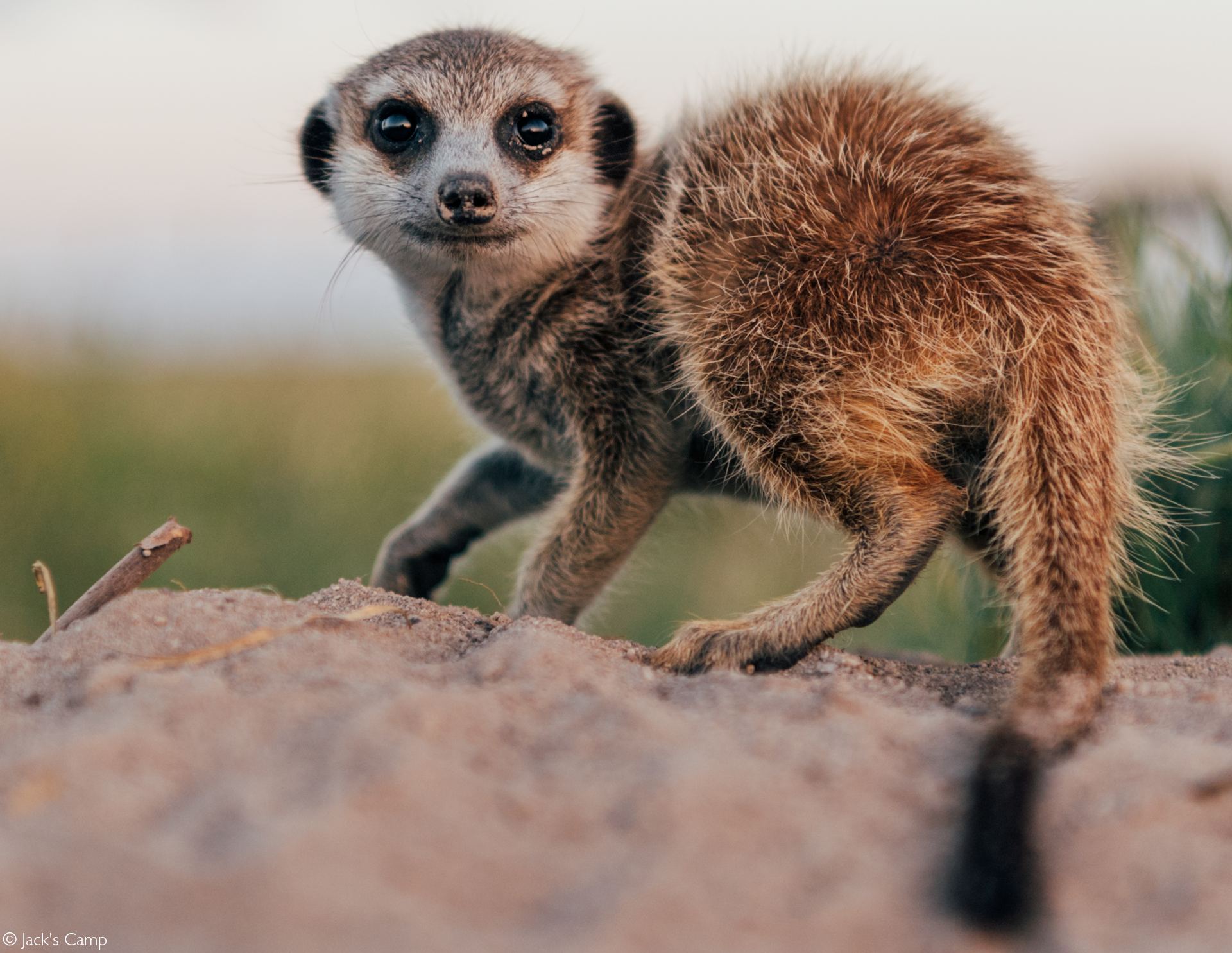 Desert Meerkat