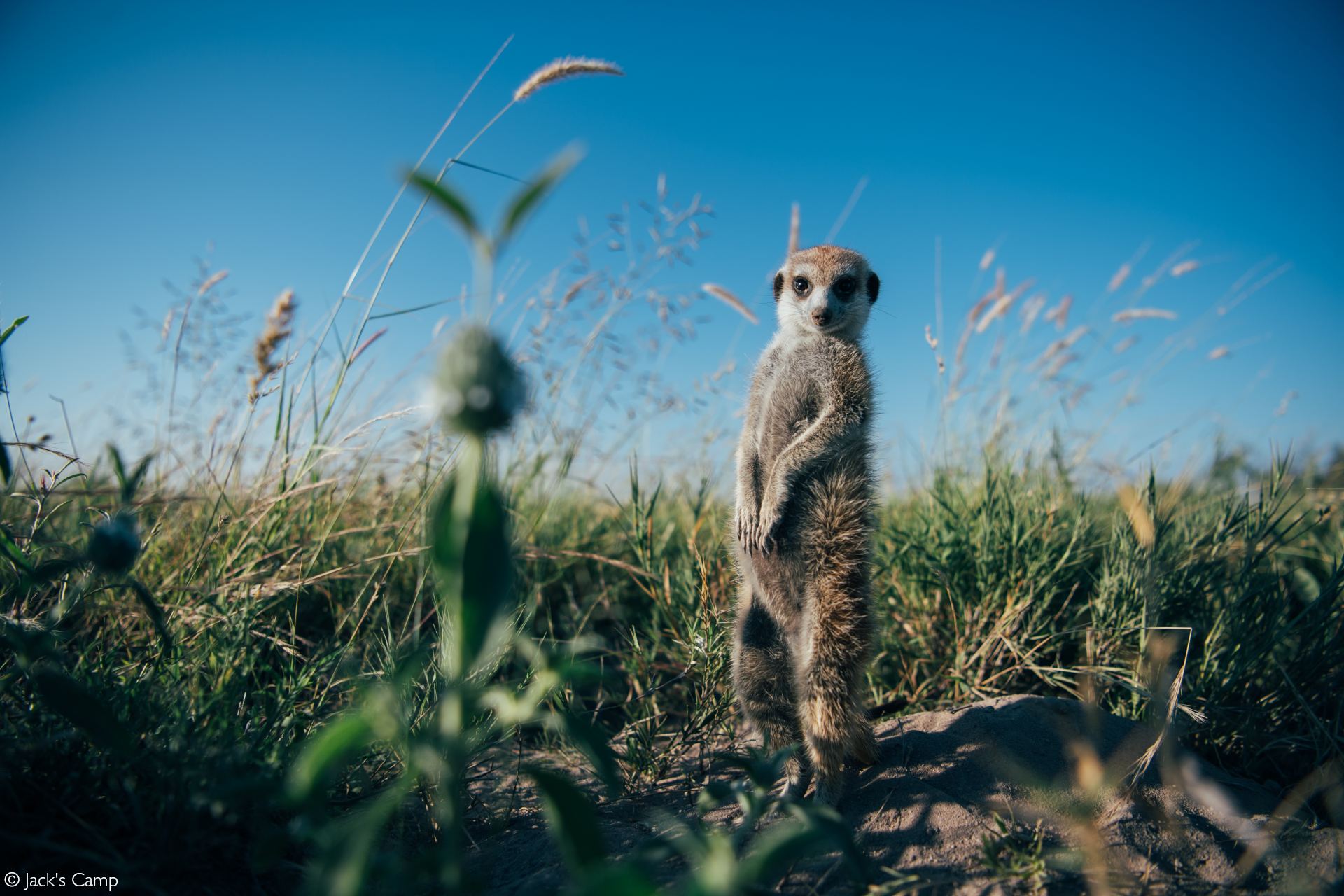 meerkats