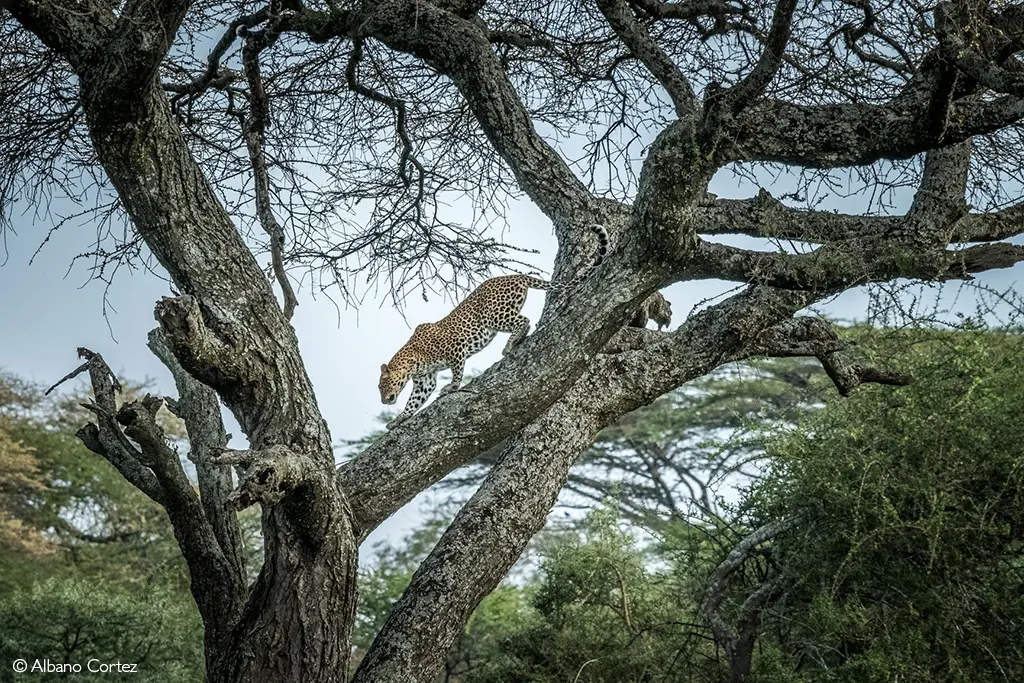 Ngorongoro Crater