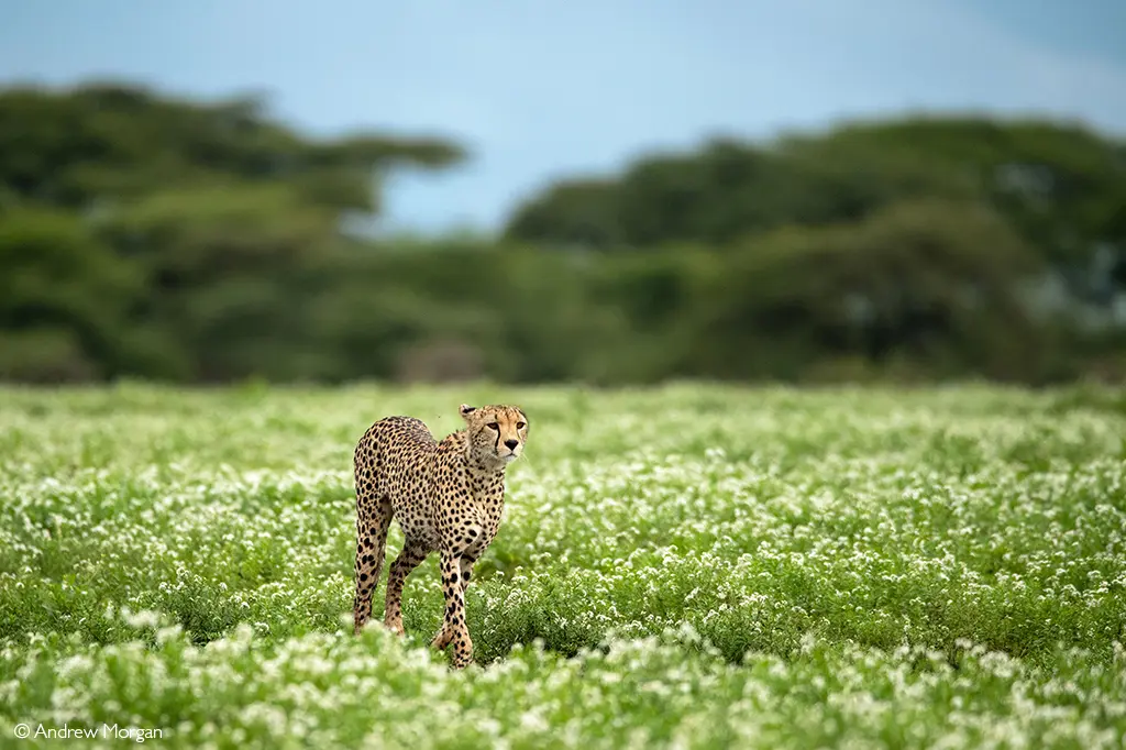 Ngorongoro Crater