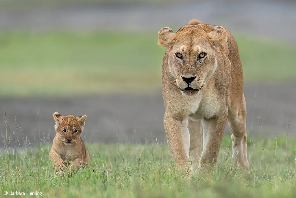 Ngorongoro Crater