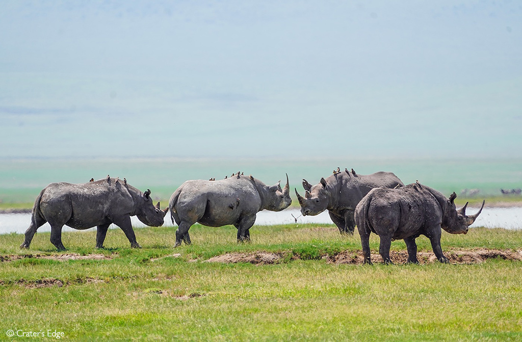 rhino African safari Tanzania