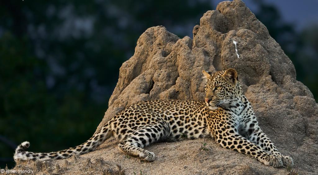 Leopard Facts  Southern Africa Wildlife Guide