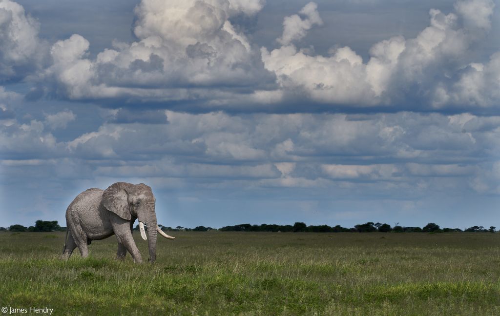 Another giant elephant trophy hunted - is this conservation? - Africa  Geographic