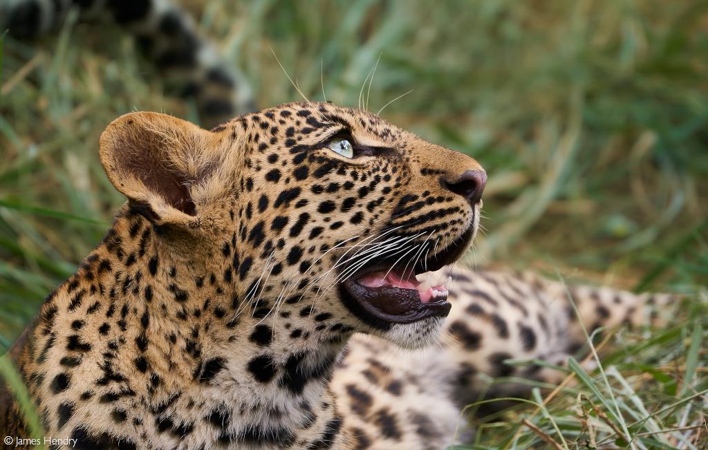 leopard conservation