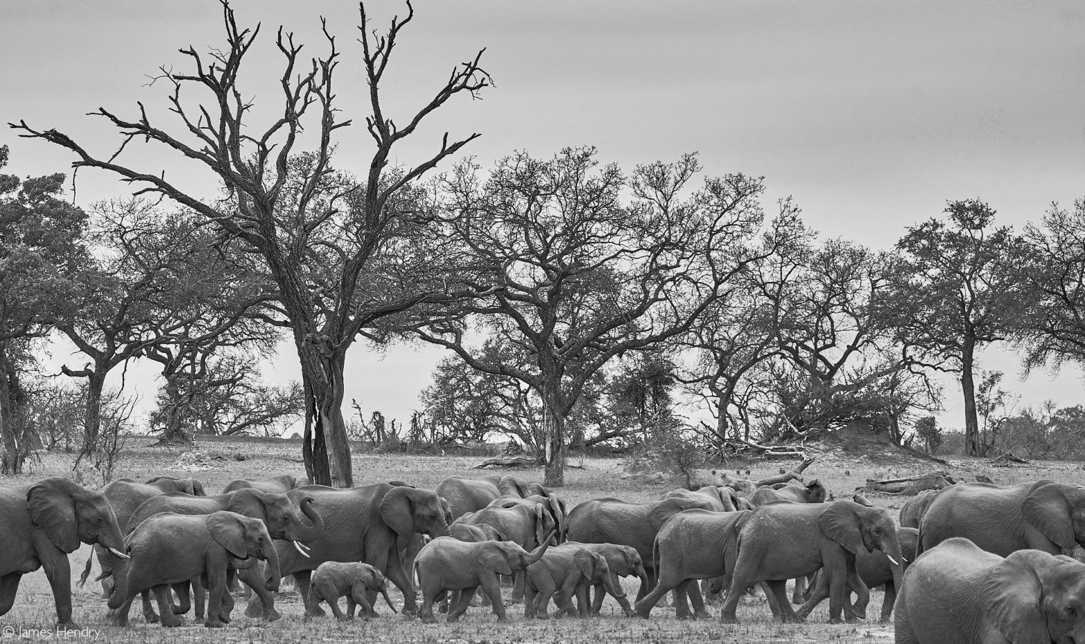 Do we have an elephant problem? - Africa Geographic