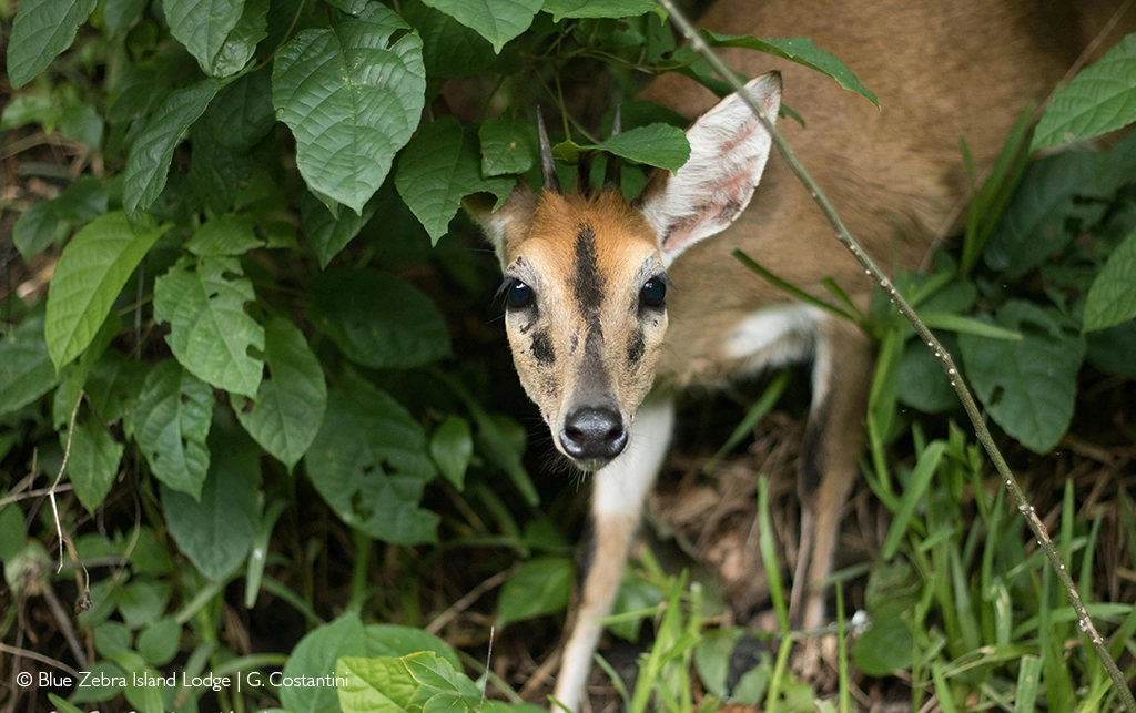 duiker