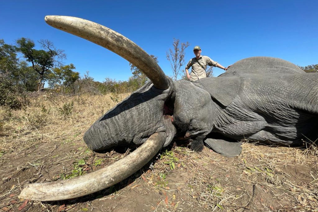 Another giant elephant trophy hunted - is this conservation? - Africa