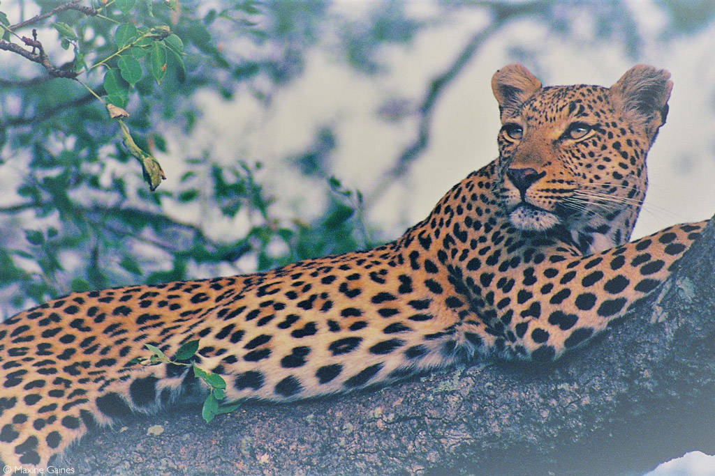 leopard conservation