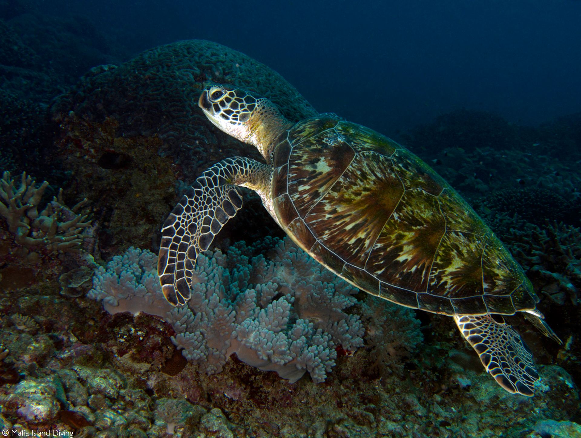 2015 Video Of Sea Turtle With Straw Stuck Up Its Nose Causes Some To  Rethink Single-Use Plastic - Reptiles Magazine