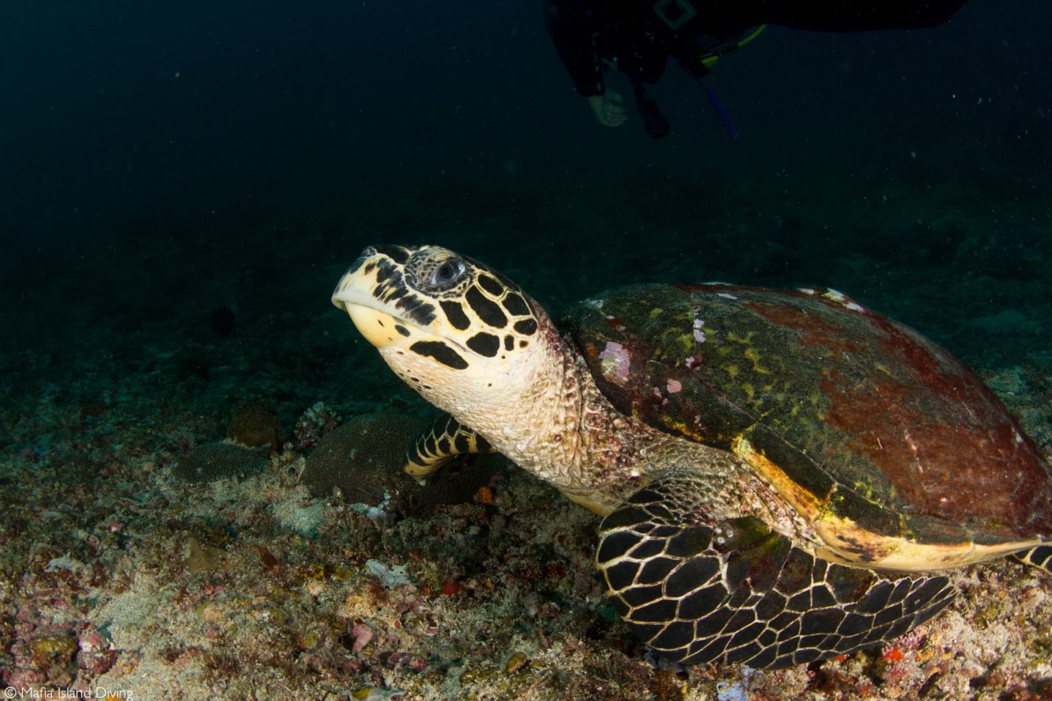 A journey to see Africa's threatened sea turtles Africa Geographic