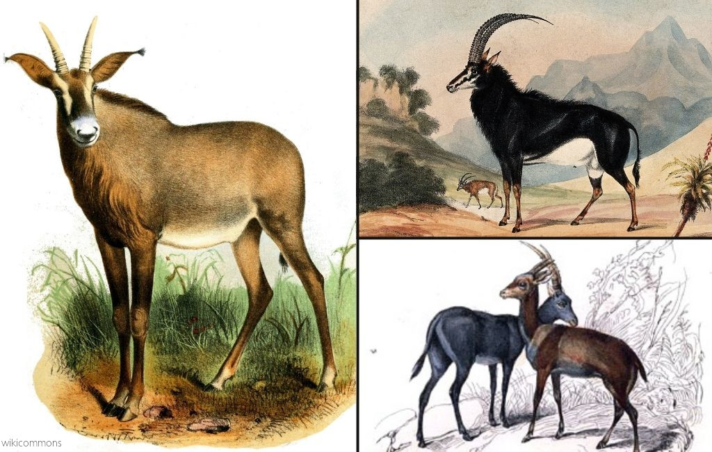 Sable and Roan - the 'horse-goat' antelopes - Africa Geographic