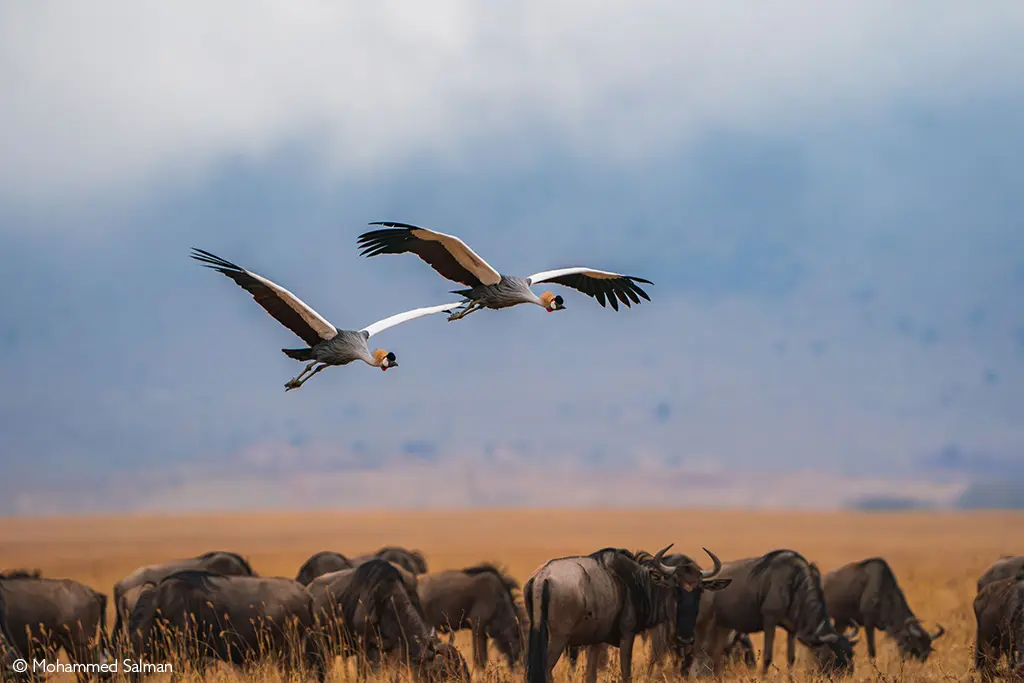 wildebeest African safari Tanzania