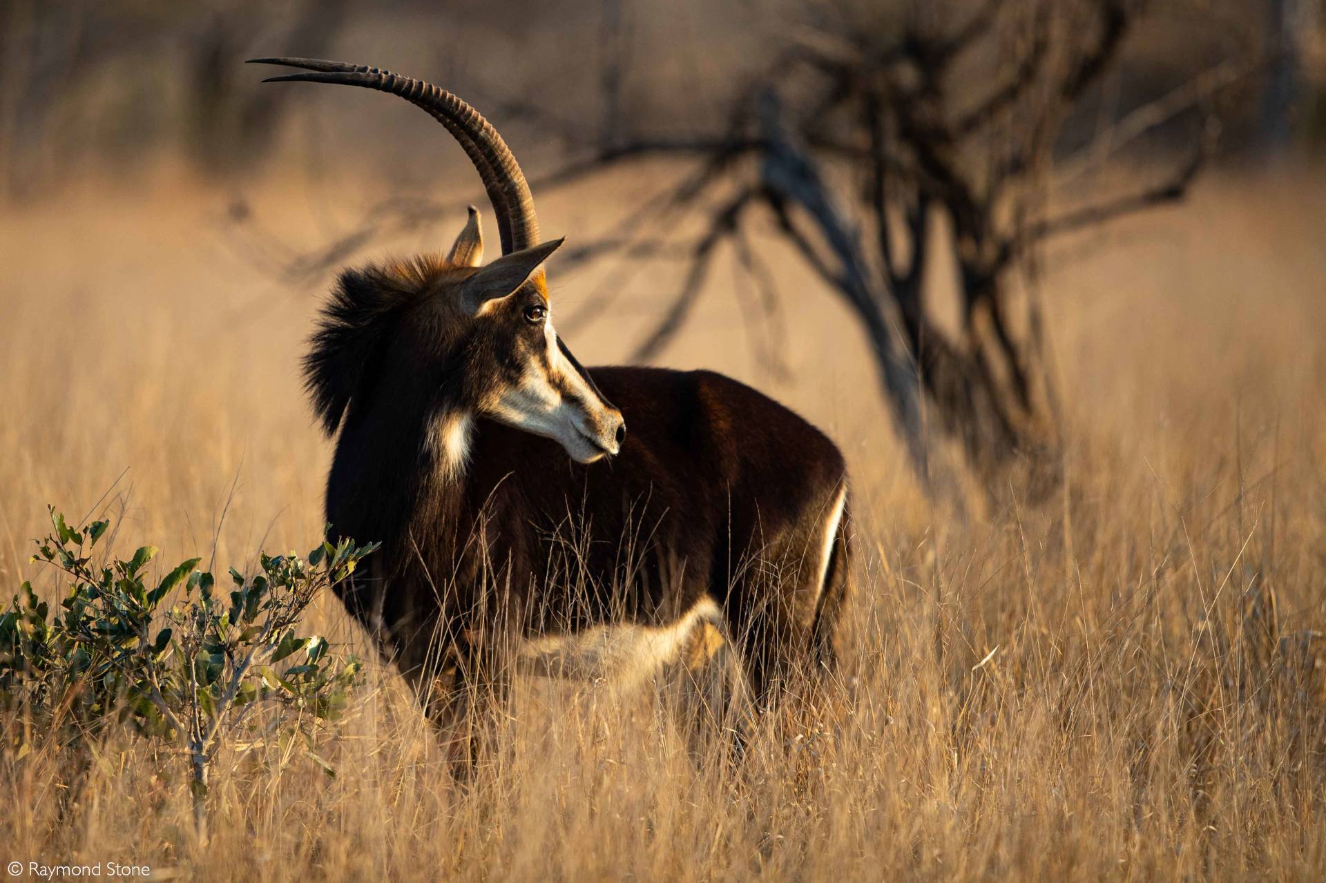 Sable and Roan - the 'horse-goat' antelopes - Africa Geographic