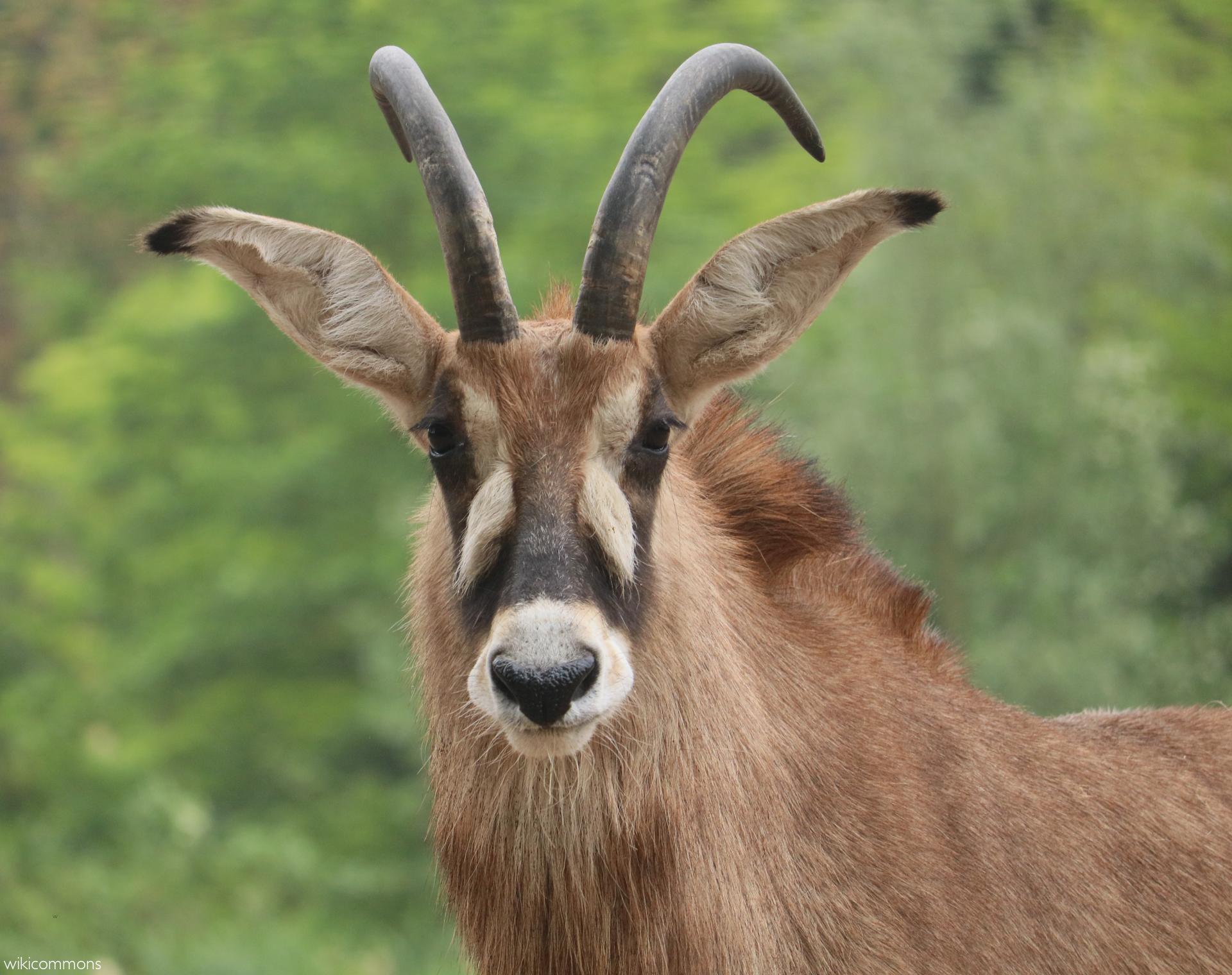 Sable And Roan The Horse Goat Antelopes Africa Geographic