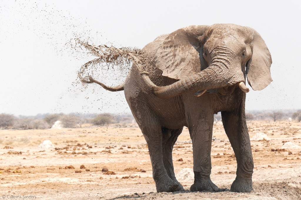 Another giant elephant trophy hunted - is this conservation