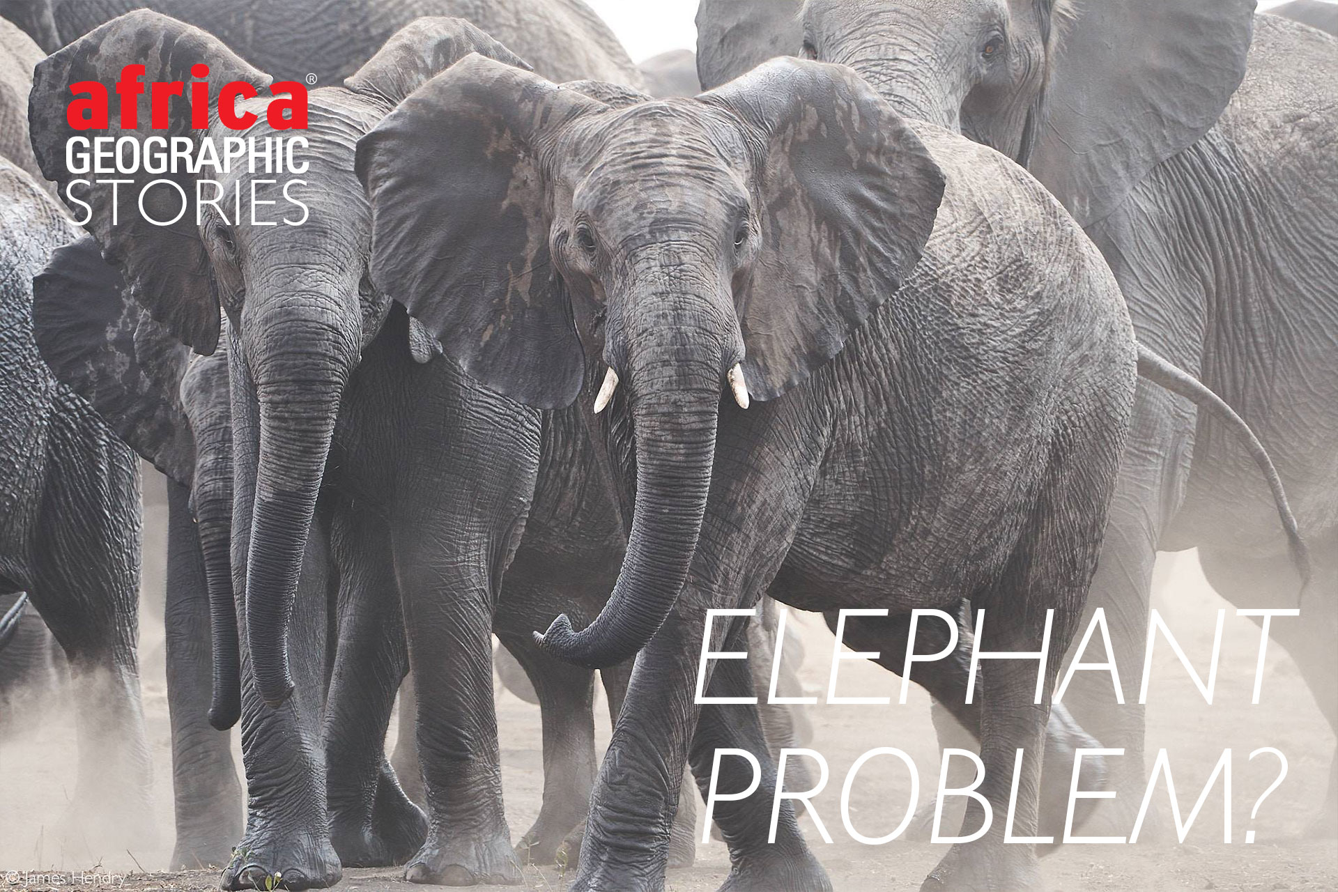 Do we have an elephant problem? - Africa Geographic