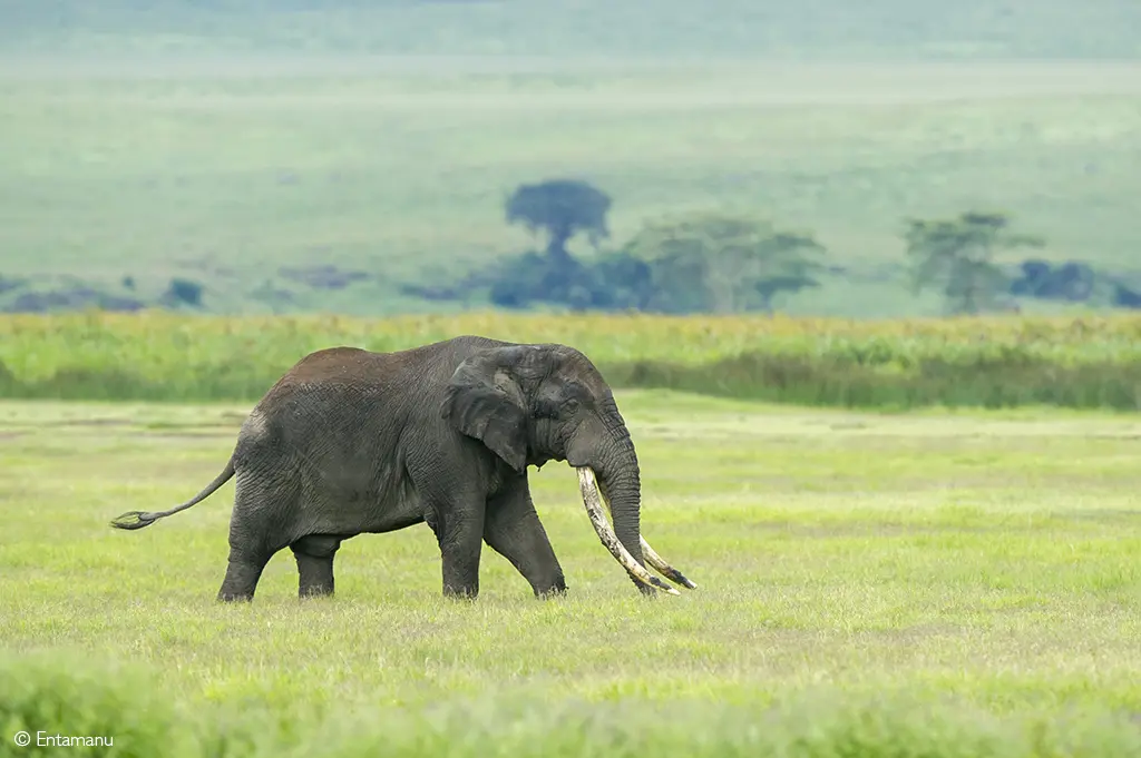 tusker African safari Tanzania
