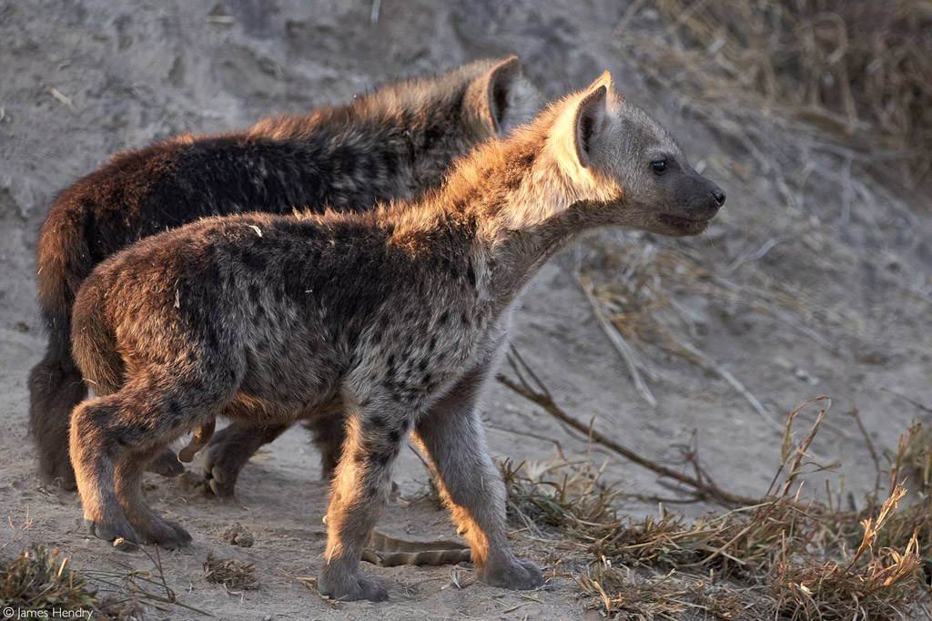 hyena cubs