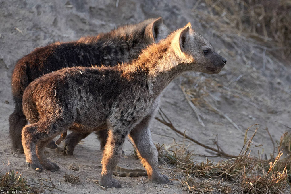 striped hyena baby