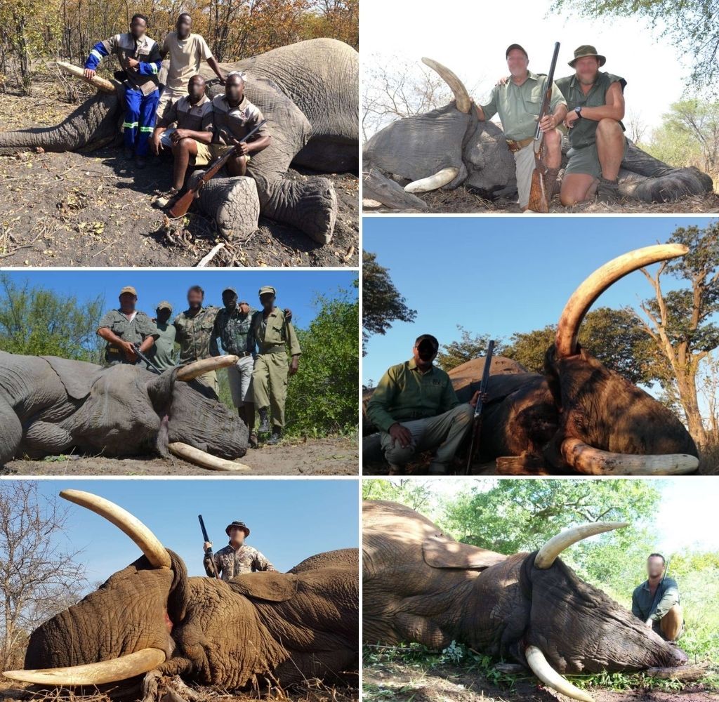 Another giant elephant trophy hunted - is this conservation? - Africa  Geographic