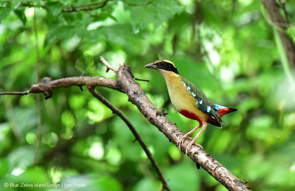 African pitta