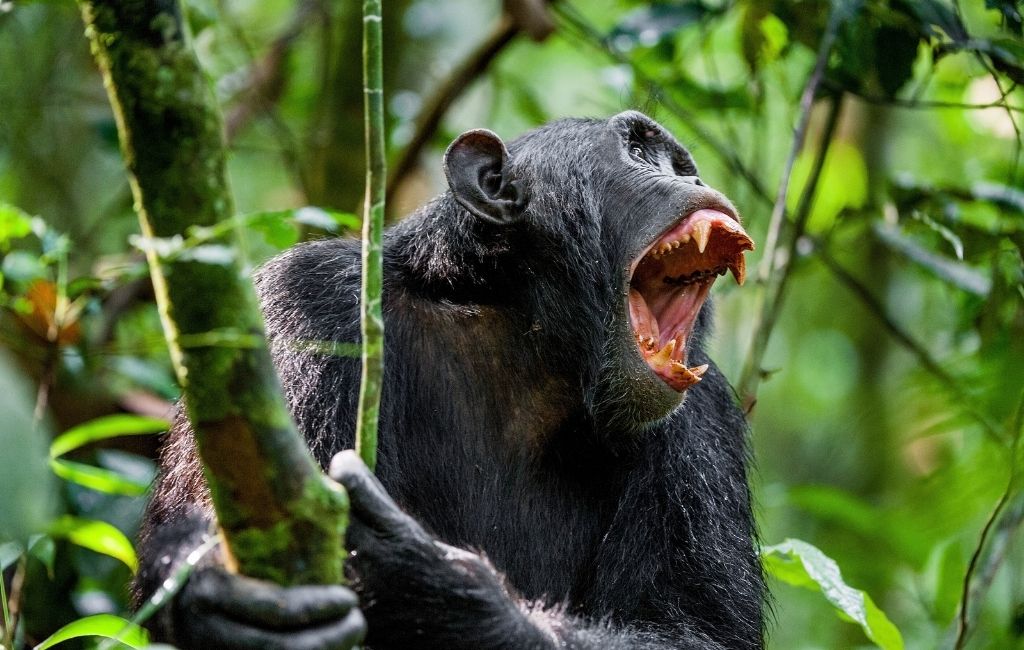 Chimps kill gorilla