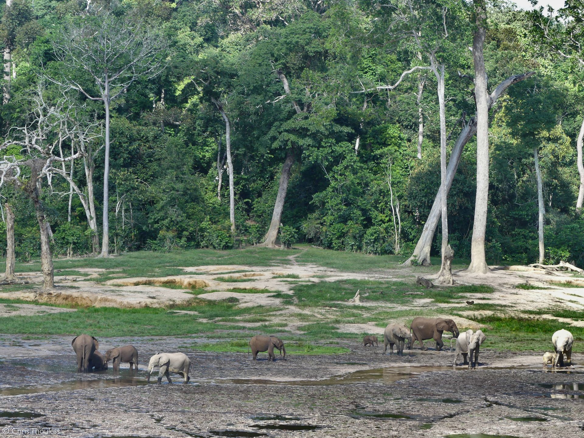 Forest elephant