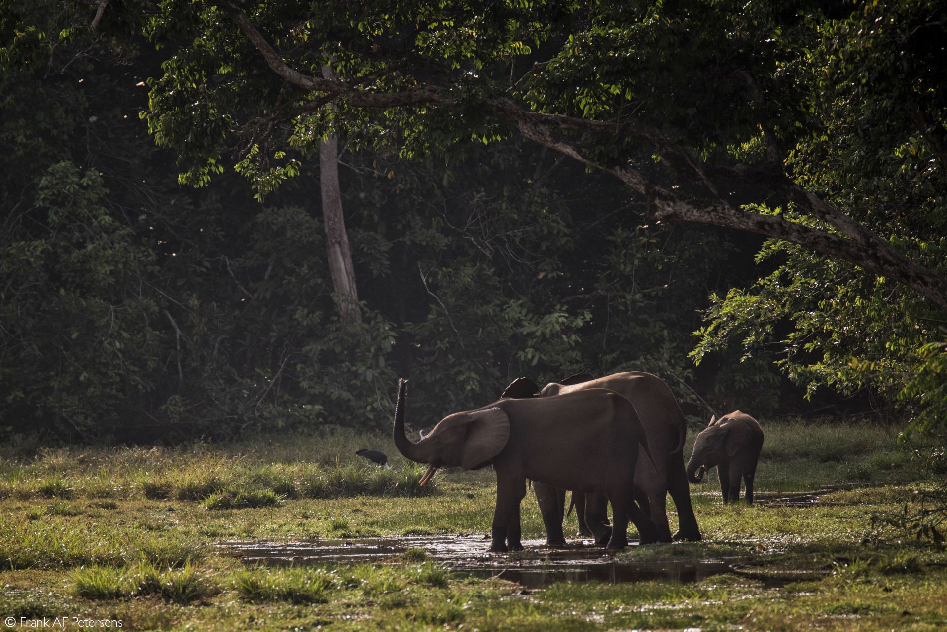 Forest elephant