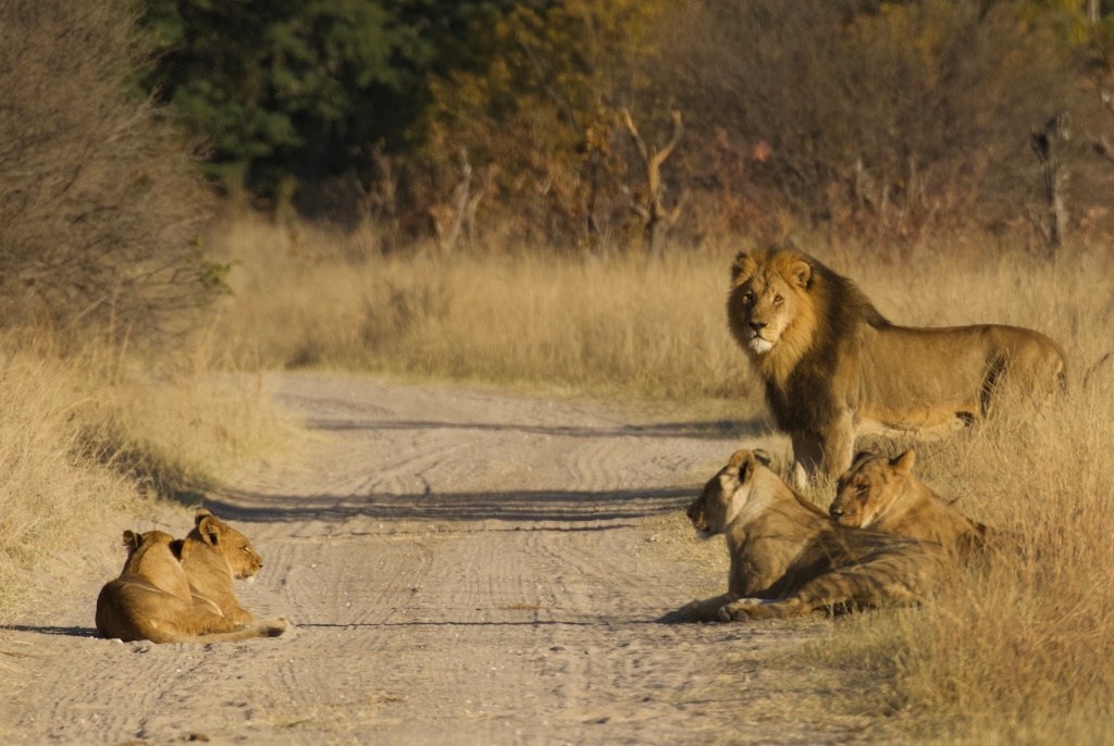 Lion called Mopane