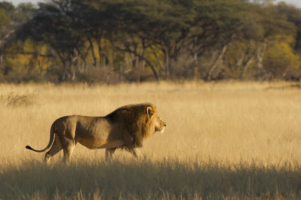 Lion called Mopane