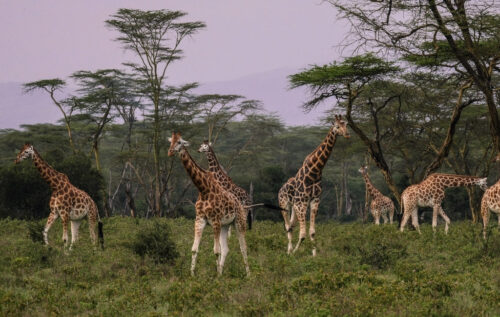 Giraffes social structure