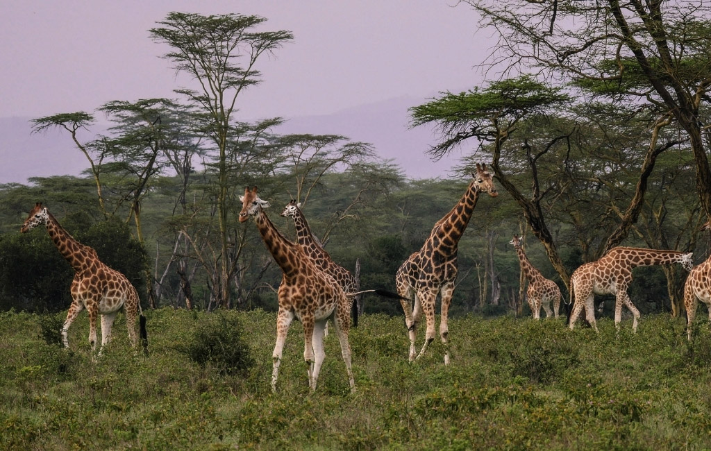 Giraffes social structure