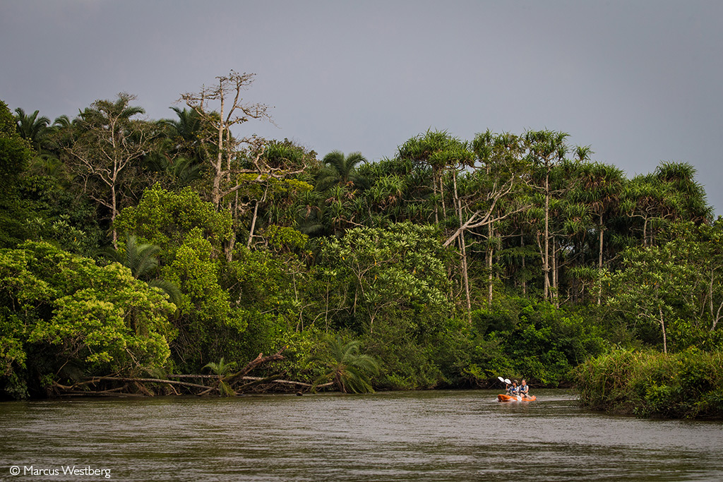 Odzala-Kokoua National Park - biodiversity bonanza - Africa Geographic