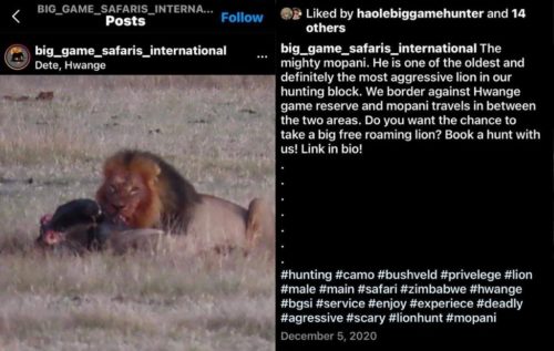 Trophy hunters kill another breeding Hwange lion - Mopane - Africa ...