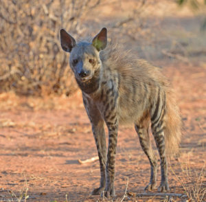 Striped hyena the forgotten fourth hyena Africa Geographic